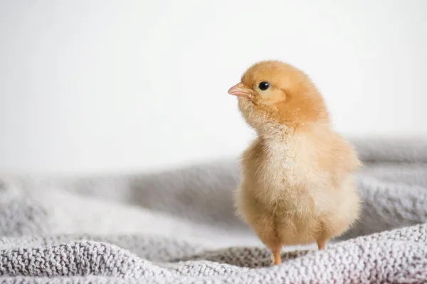Casa Carvalho - rações para animais de pequeno porte na Sobreda em Almada