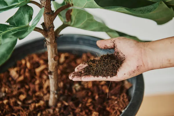 Casa CArvalho - Rações e produtos para a agricultura